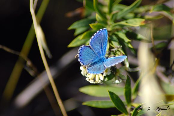 mariposa azul