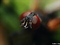 mosca comun