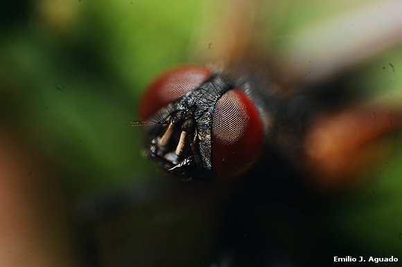 mosca comun