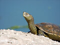 la tortuga feliz