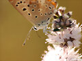 mariposilla
