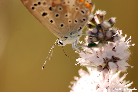 mariposilla
