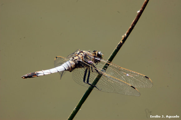 Libélula