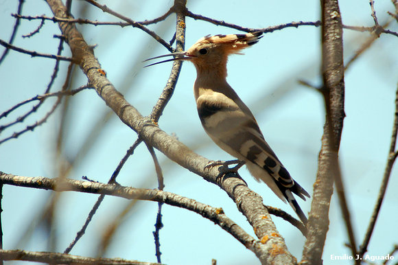 Abubilla