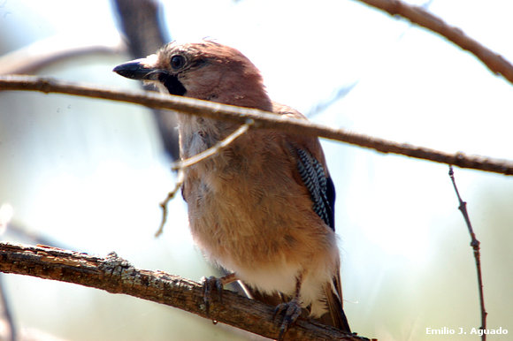 Carpintero