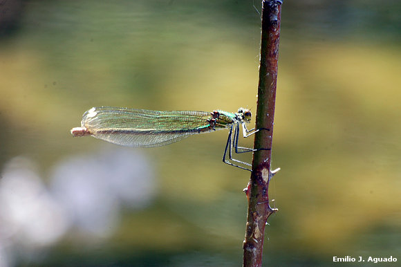 calopteryx splendens (hembra)