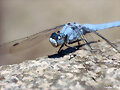 Orthethrum sp.