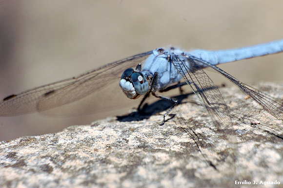 Orthethrum sp.