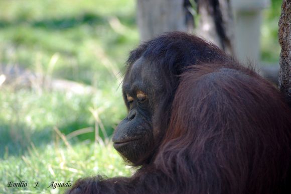 orangutan pensante