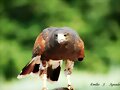 halcon