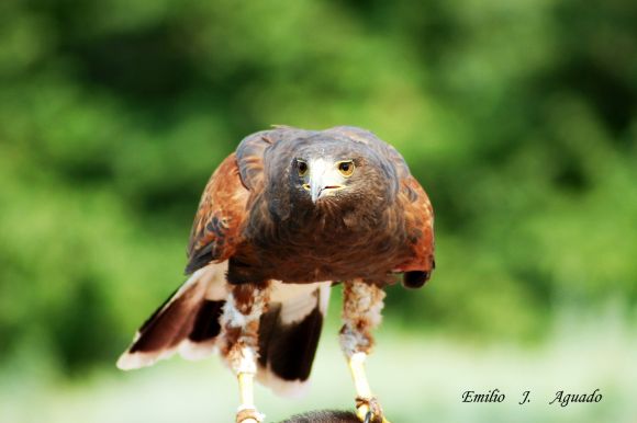 halcon