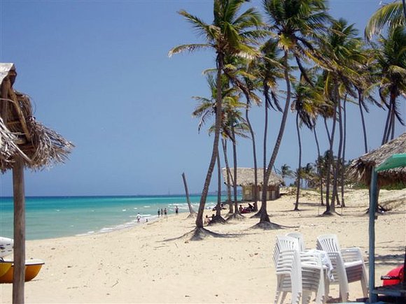 Palmera cubana al viento