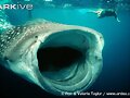 TIBURON BALLENA