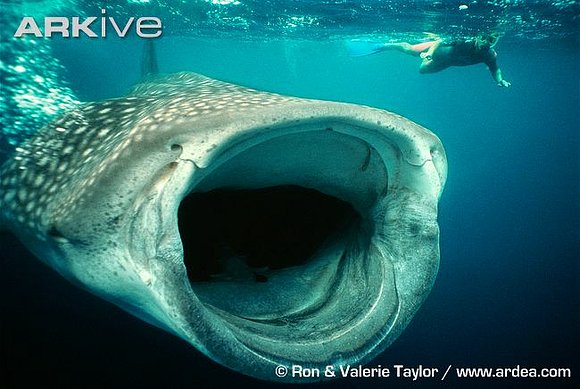 TIBURON BALLENA