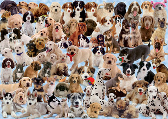CUIDEMOS A LOS ANIMALES