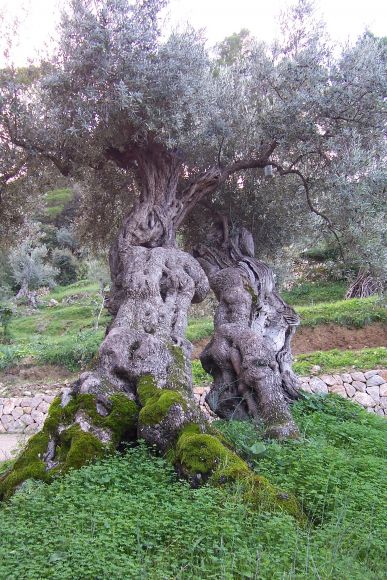 OLIVO TÍPICO MALLORCA