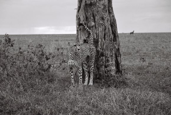 KENIA