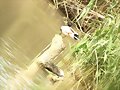 S&#039;ALBUFERA DE MURO - MALLORCA