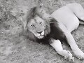 ESTABA C&Oacute;MODO EL REY LE&Oacute;N TUMBADO AL SOL