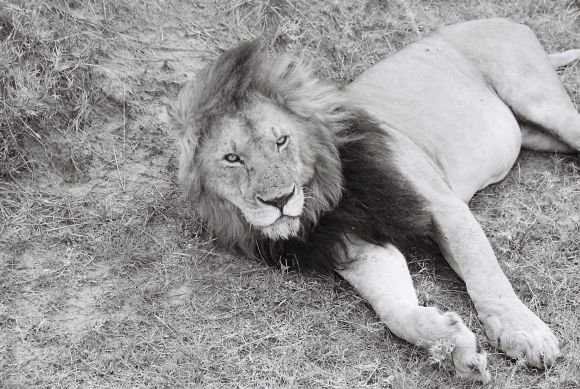 ESTABA CÓMODO EL REY LEÓN TUMBADO AL SOL