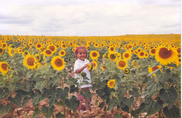 CAMPO DE GIRASOLES