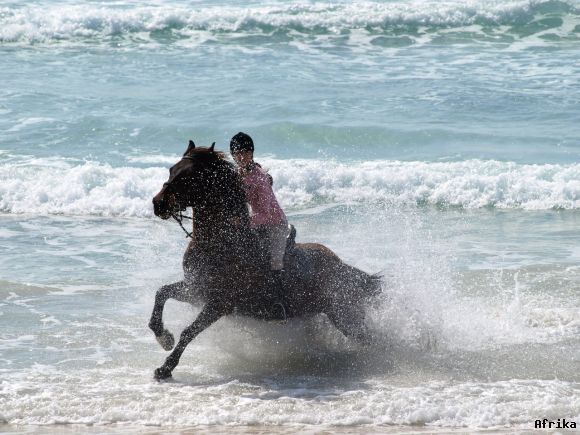 CABALLO EN ES TRENC