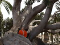 &Aacute;RBOL EN EL CEMENTERIO DE PALMA