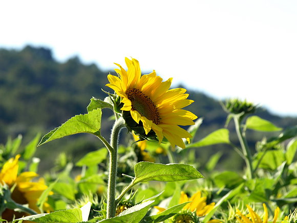 GIRASOL