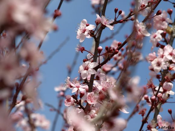 FLOR DE ALMENDRO