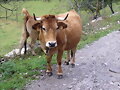 LECHERA ASTURIANA (JAJAJA)