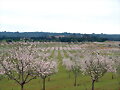 ALMENDROS EN FLOR