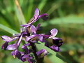 FLOR SALVAJE
