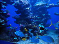 PALMA AQUARIUM II