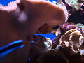PALMA AQUARIUM III