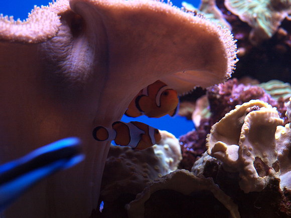 PALMA AQUARIUM III