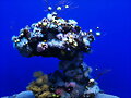 PALMA AQUARIUM IV
