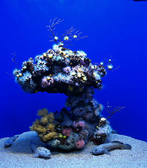 PALMA AQUARIUM IV