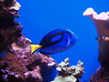 DORY