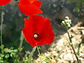 AMAPOLA