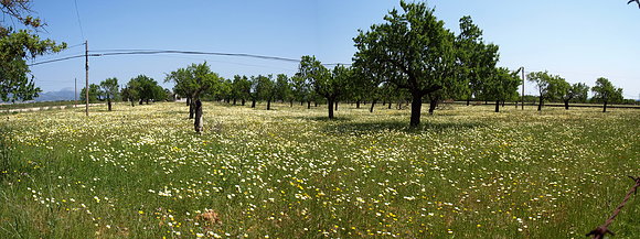 CAMPO DE MARGARITAS