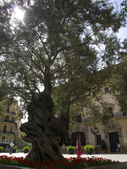 OLIVO CENTENARIO