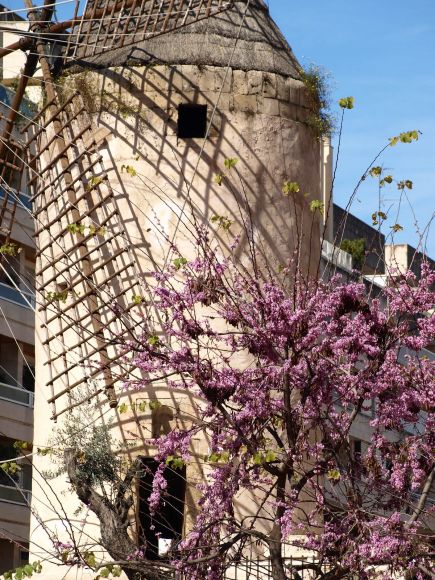 MOLINO - PALMA DE MALLORCA