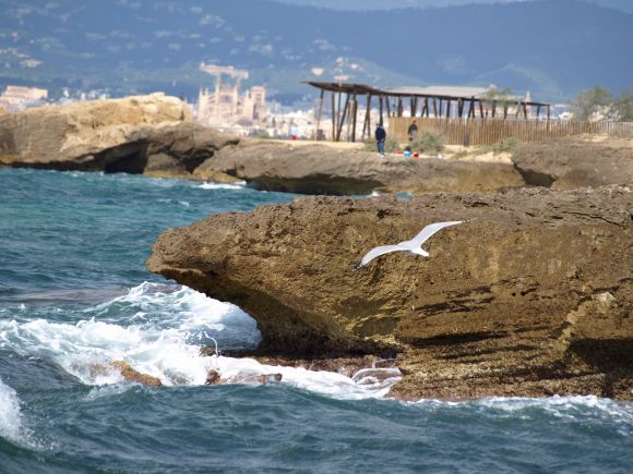 GAVIOTA EN ES CARNATGE