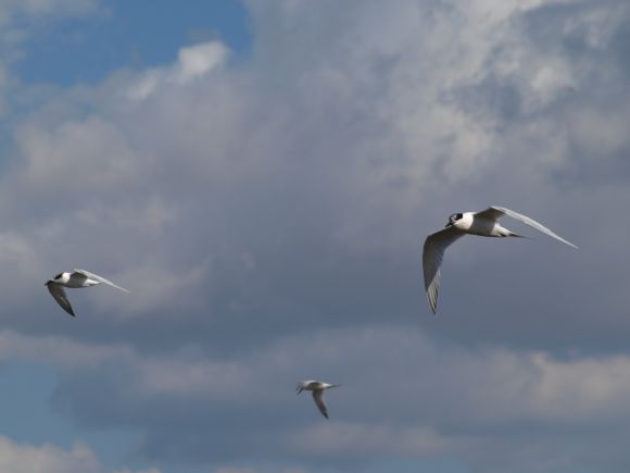 GAVIOTAS EN ES CARNATGE