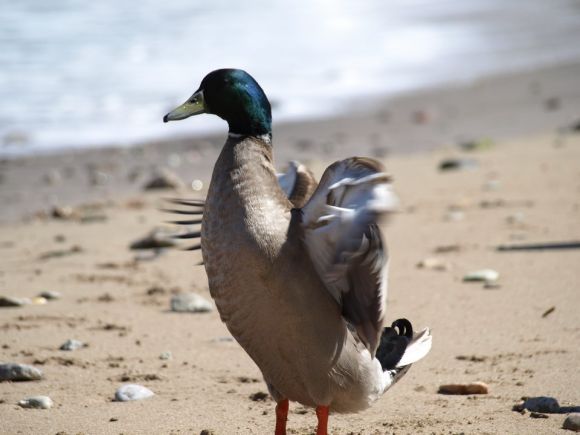PATITOS