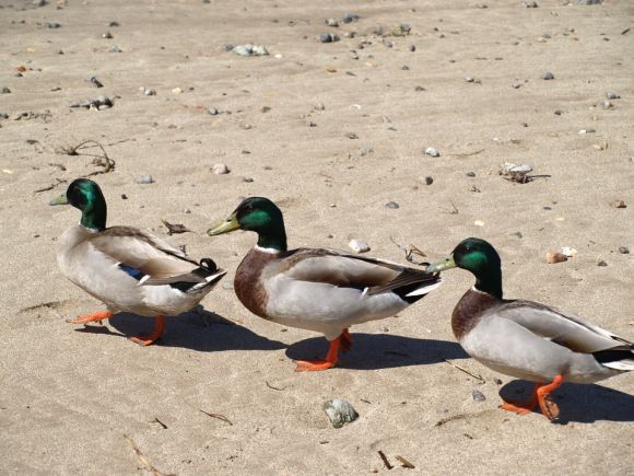PATITOS