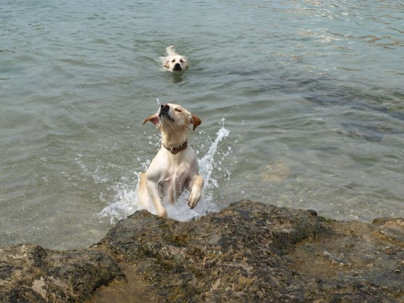 MI PERRITA SULA