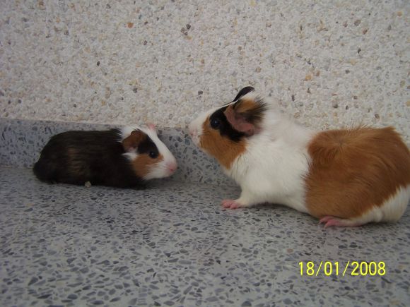 MIS NENAS