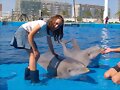 irene y los delfines