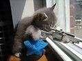 Gato francotirador
